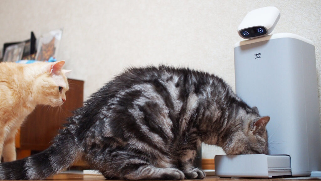 HHOLOVE O Sitterと猫。