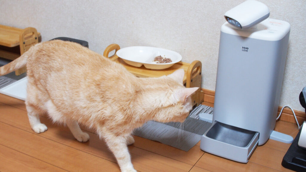 O Sitterを設置してすぐに猫が興味を持つ。