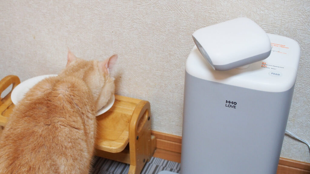 猫がご飯を食べている時も。