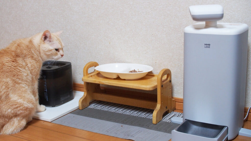 O Sitterはずっと猫を追い続けます。