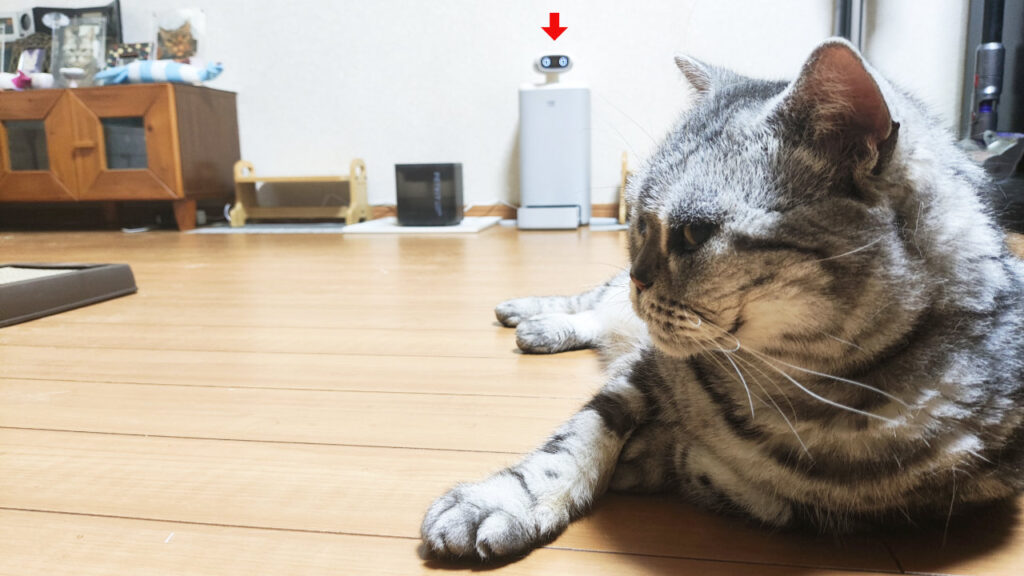 猫が遠くにいる時も。