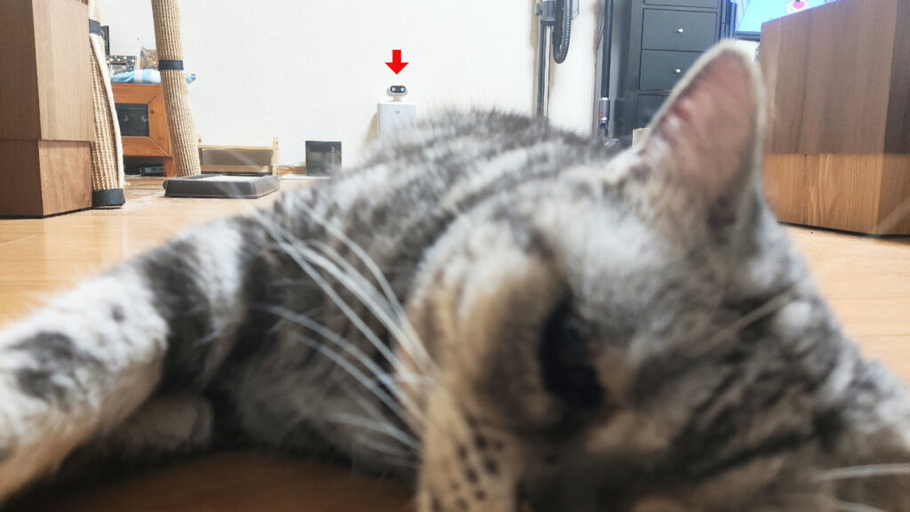 遠くで猫が寝ている時も。