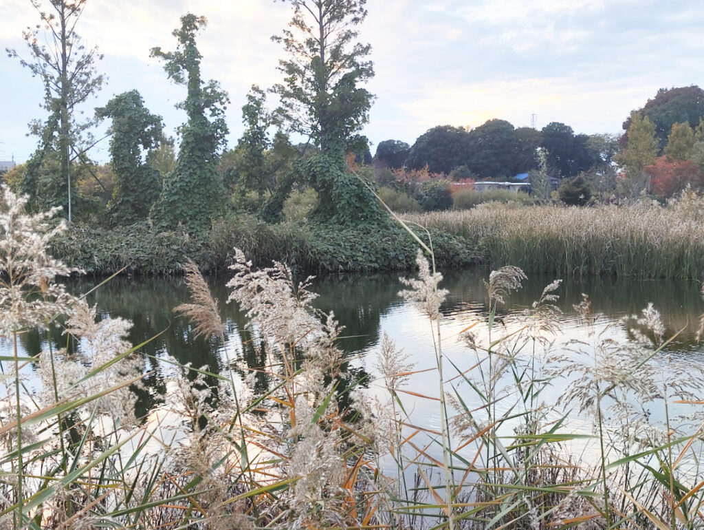 JustTap マグネティックフォン三脚で撮影した写真。