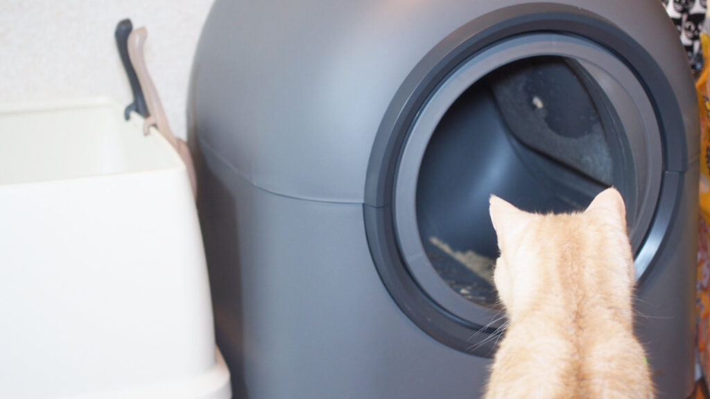 清掃中のHHOLOVE 自動猫トイレ Proを見つめるチャビ。
