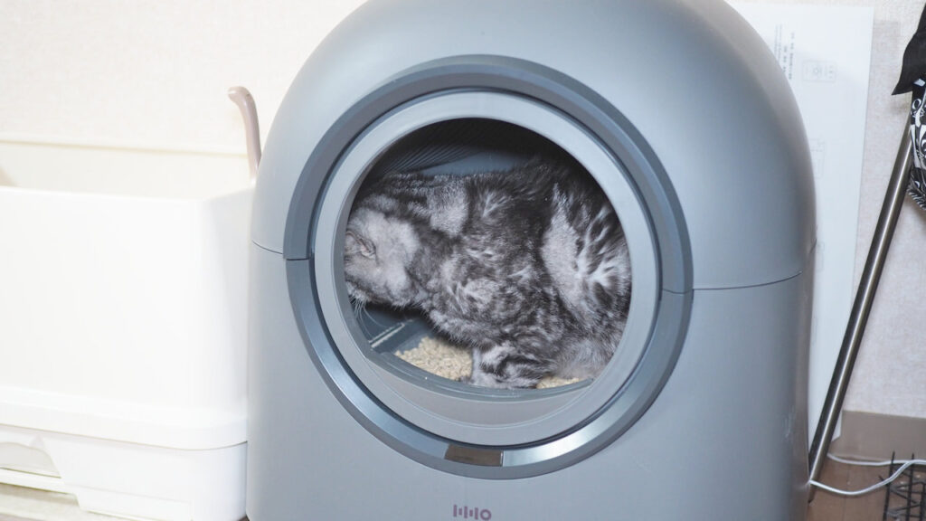 HHOLOVE 自動猫トイレ Proに入ったところ。