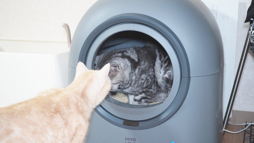 様子を見に来たチャビ。