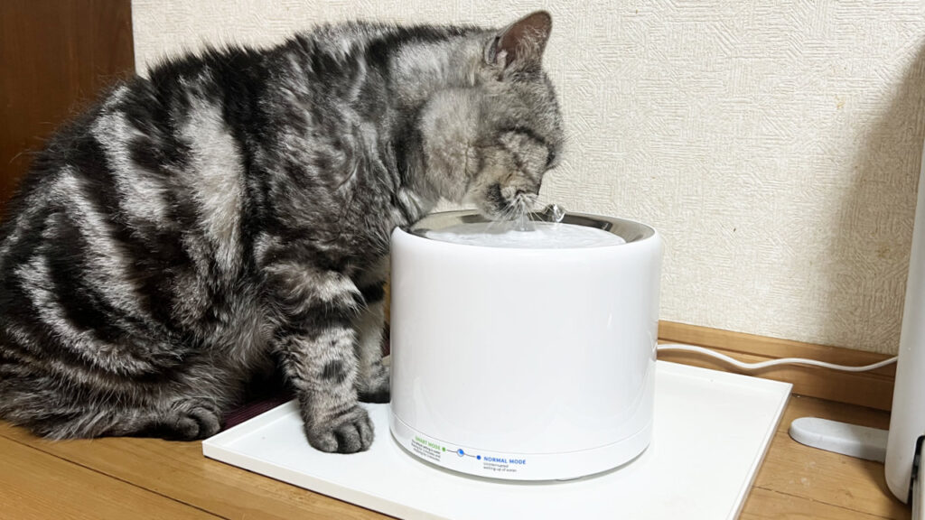 PETKIT EVERSWEET 3 PROから水を飲む様子。