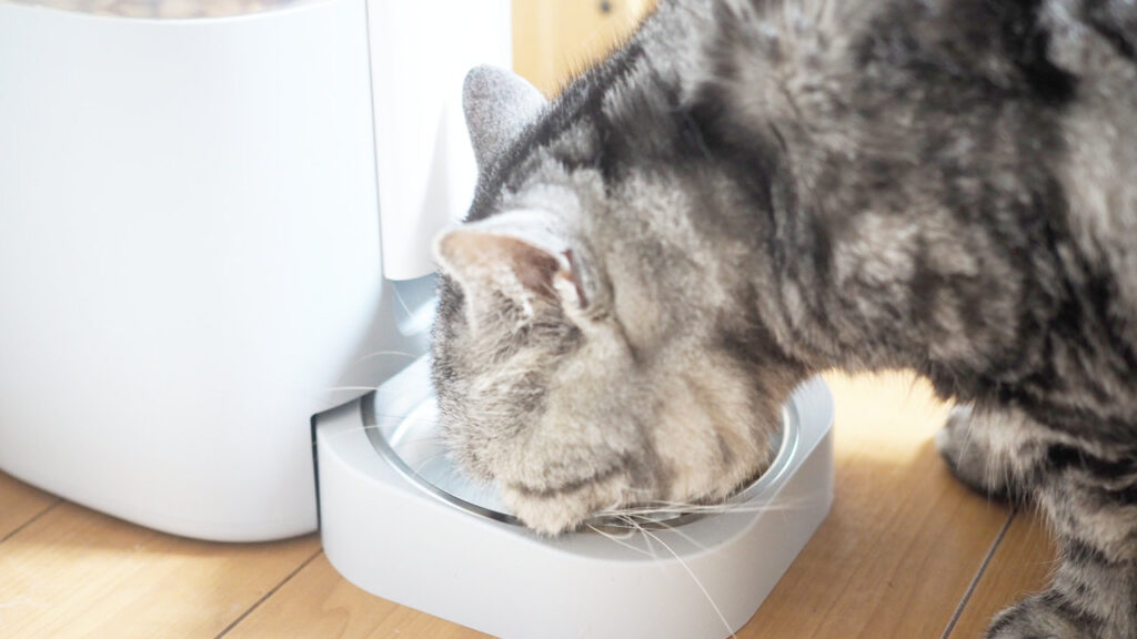 HHOLOVE Yunoでフードを食べている様子。