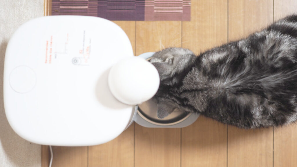 HHOLOVE Yunoでフードを食べている様子を上から。
