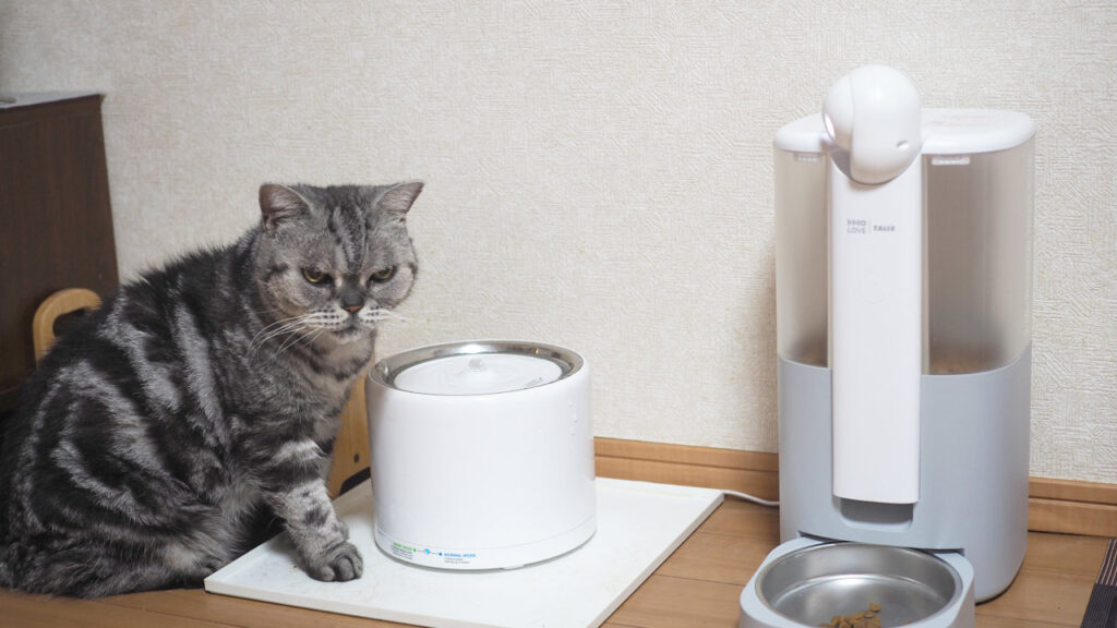 HHOLOVE Yunoが首を振って猫を撮影している様子。