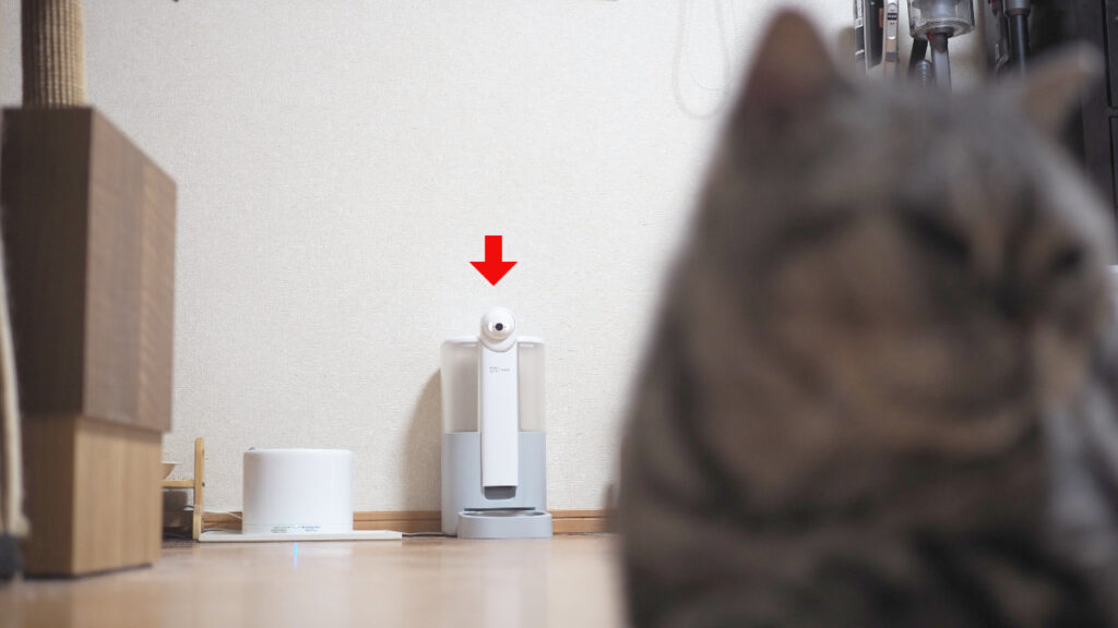 HHOLOVE Yunoが横になっている猫を撮影している様子。